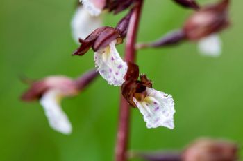 Wister’s coralroot at Englewood Springs Botanical Area.