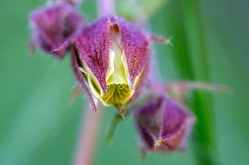 Water avens at Englewood Springs Botanical Area.