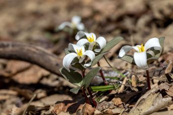 Snow trillium at Newton Hills State Park.