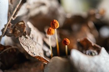 Tiny pinwheel mushroom in the leaf litter at Newton Hills State Park.