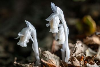 Ghost pipe at Newton Hills State Park.