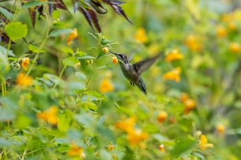 Ruby-throated hummingbird seeking nectar amongst a wild jewelweed patch at Sica Hollow State Park.