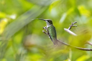 Ruby-throated hummingbird at Sica Hollow State Park.