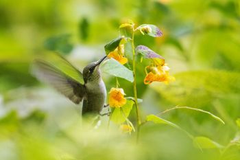 My favorite hummingbird photo after more than an hour and a half of waiting and watching at Sica Hollow State Park.