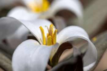 Close-up of a snow trillium bloom.