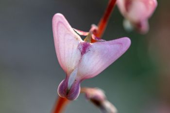 Dutchman’s breeches at Union Grove State Park.