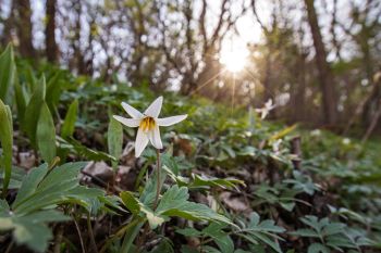 White trout lily at Union Grove State Park, the only place in South Dakota where this beauty grows.