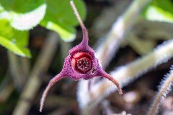 Canadian wild ginger bloom at Sica Hollow State Park.