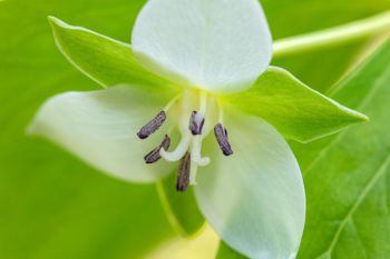 Nodding trillium at Sica Hollow State Park.