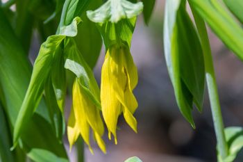 Large-flowered bellwort at Sica Hollow State Park.