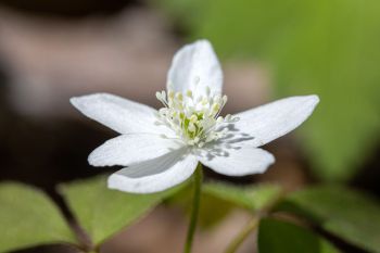 Wood anemone at Sica Hollow State Park.