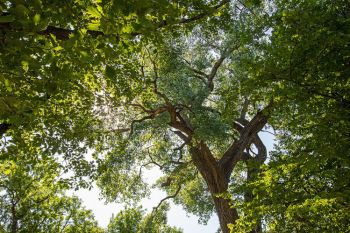 Cottonwood canopy in southeastern South Dakota.