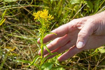 Riddell’s goldenrod.