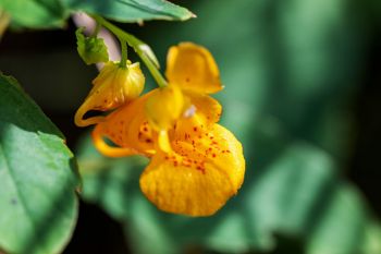 Jewelweed, or spotted touch-me-nots.