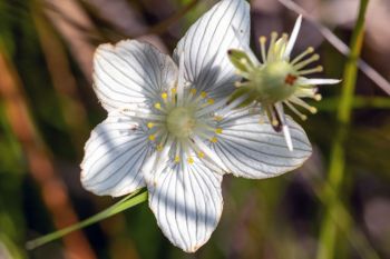Grass of Parnassus in the sunshine.