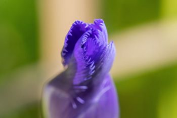 Lesser fringed gentian about to unfurl.