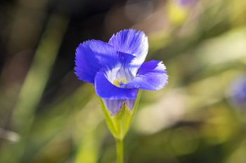 Lesser fringed gentian bloom.