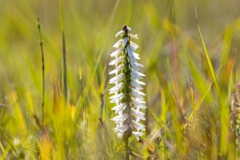 Great Plains lady’s tresses.