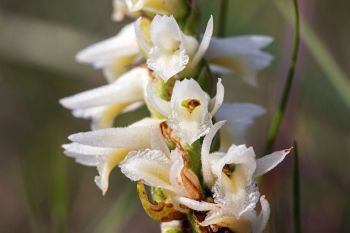 Lady’s tresses close-up.