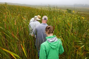Wading through the cattails.