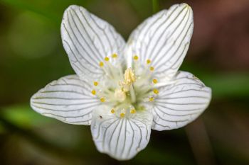 American Grass of Parnassus.