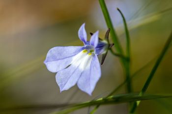 Kalm’s lobelia.