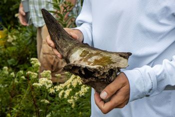 Bison horn found just below the fen.