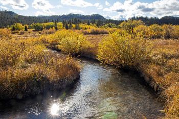 McIntosh Fen near Deerfield Reservoir in the Black Hills.