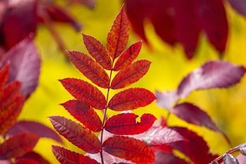 Sumac leaves at Hartford Beach State Park along Big Stone Lake in Roberts County.