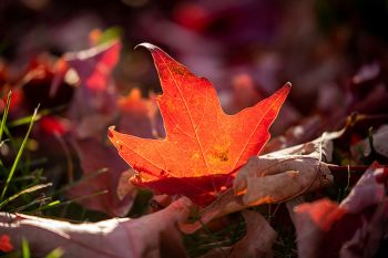 A fallen leaf at Falls Park in Sioux Falls.