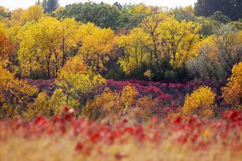 Early autumn color at Hartford Beach State Park.