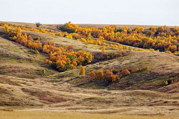 Autumn accents in the high draws of the Grand River east of Little Eagle in Corson County.