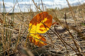 Windblown fallen leaf at the Cave Hills.