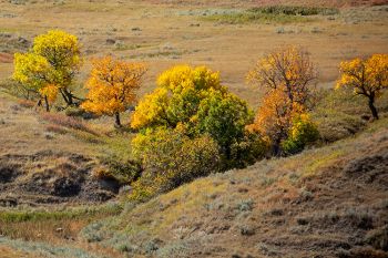 West River shades of autumn in Harding County.