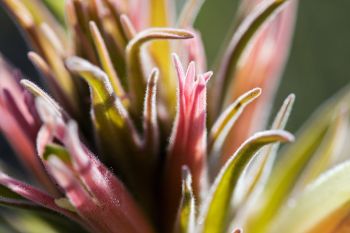 Downy paintbrush, Sage Creek Wilderness.