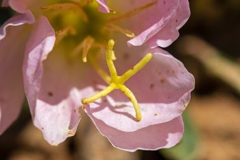 Gumbo lily, Sage Creek Wilderness.