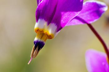 Shooting star, Custer State Park.