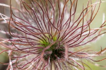 Pasqueflower going to seed, Custer State Park.