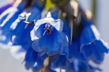 Mountain bluebells, Custer State Park.