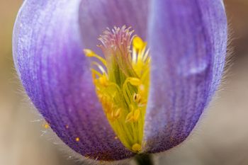 Pasqueflower bloom, Hell Canyon (near Jewel Cave National Monument).
