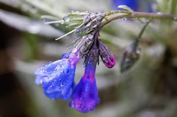 Mountain bluebells in the rain, Slim Buttes.