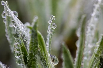 Raindrops on sage, Slim Buttes.