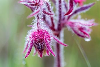 Rain droplets on prairie smoke, Slim Buttes.