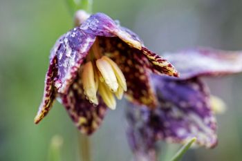 Spotted mission bells, Slim Buttes.