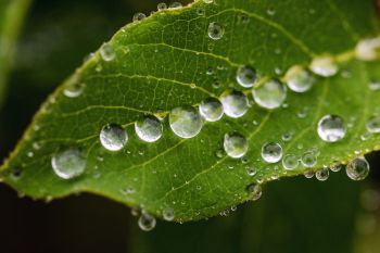 Rain on leaf, Dells of the Big Sioux.