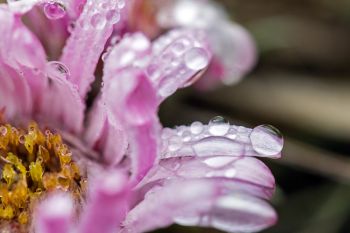 Raindrops on stemless Easter daisies, Slim Buttes.