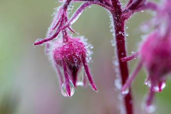 Raindrops on prairie smoke, Slim Buttes.