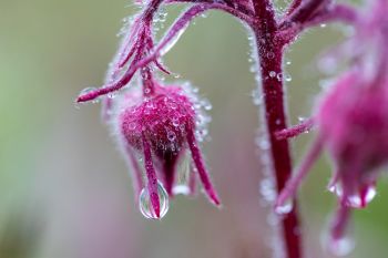 Raindrops on prairie smoke, Slim Buttes.