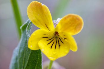 Nuttall’s violet, Slim Buttes.