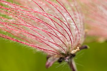 Prairie smoke in full bloom, Coteau Hills of Deuel County.